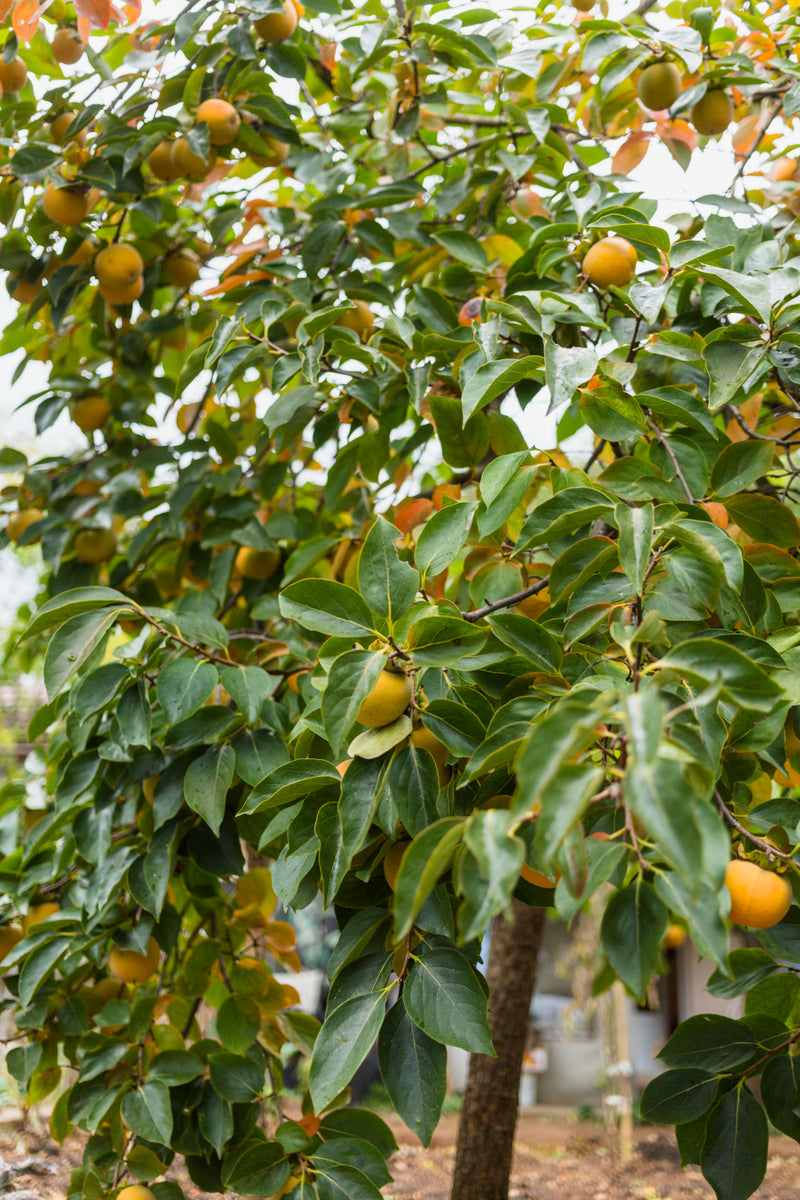 Arbres fruitiers 🥭